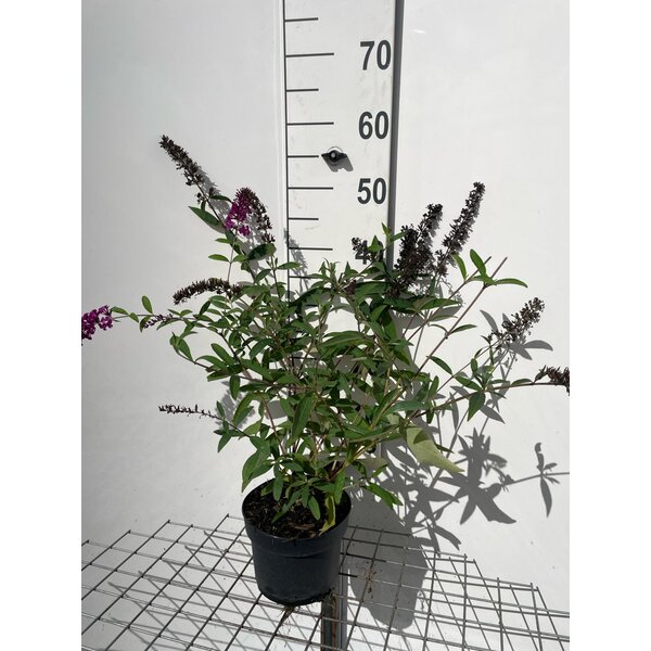 Buddleja d. 'Royal Red' - 2,0L 40+