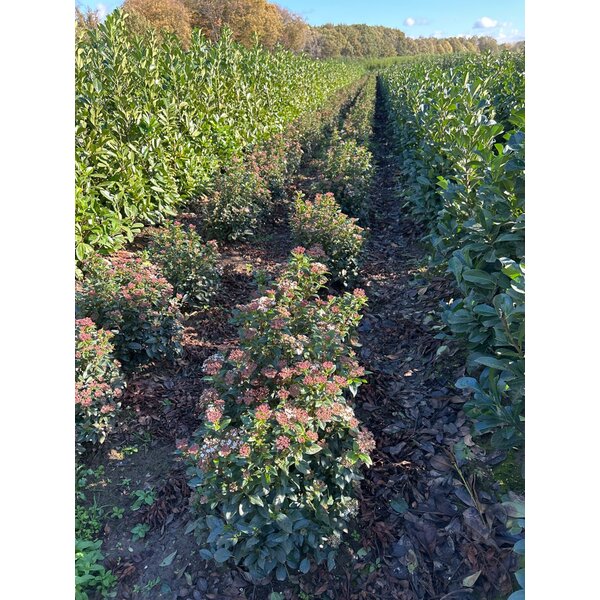 Viburnum tinus - met kluit 60+
