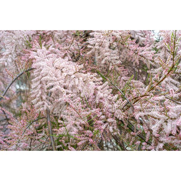 Tamarix tetrandra - met kluit 175+