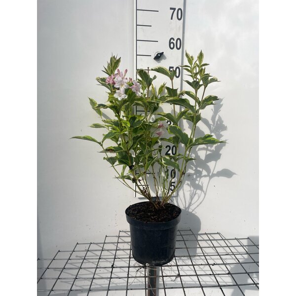 Weigela 'Nana Variegata' - 3,0L 50+