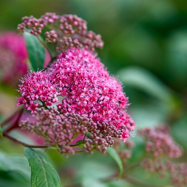 Spiraea jap. 'Froebelii'