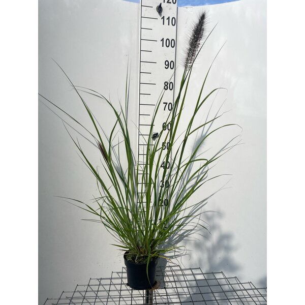 Pennisetum al. 'Redhead' - 2,0L