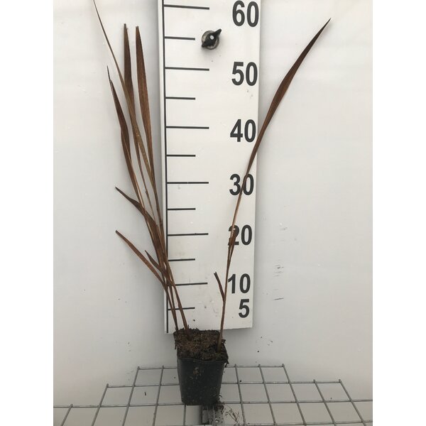 Crocosmia 'Lucifer' - P9