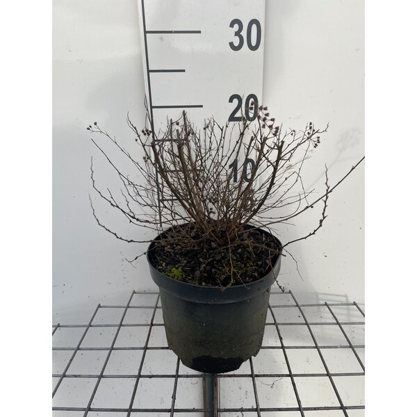 Spiraea jap. 'Little Princess' - 3,0L 20+
