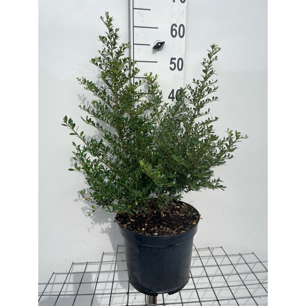 Ilex crenata 'Stokes' - 7,5L 50+