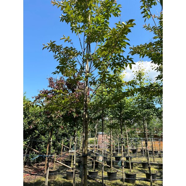 Lagerstroemia 'Natchez' - 35L 12-14 HO