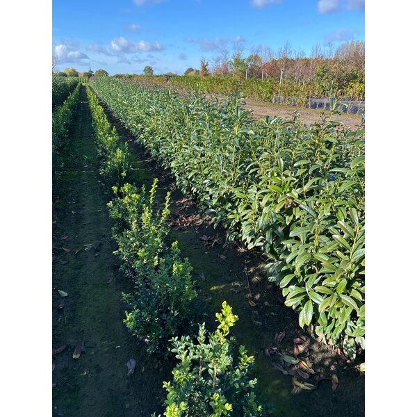 Prunus l. Genolia - met kluit 100+