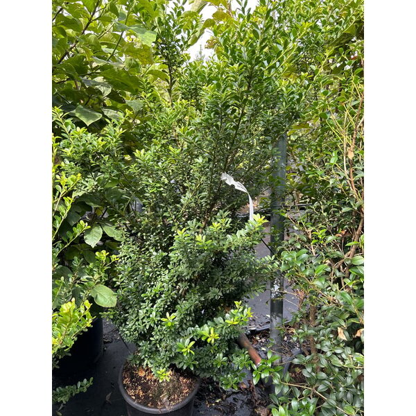 Ilex maximowicziana kanehirae - 20L 100+