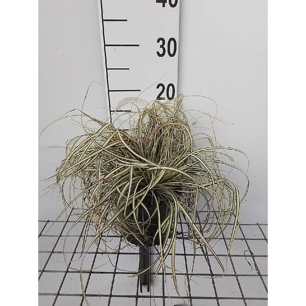 Carex oshim. 'Evergold' - 2,0L