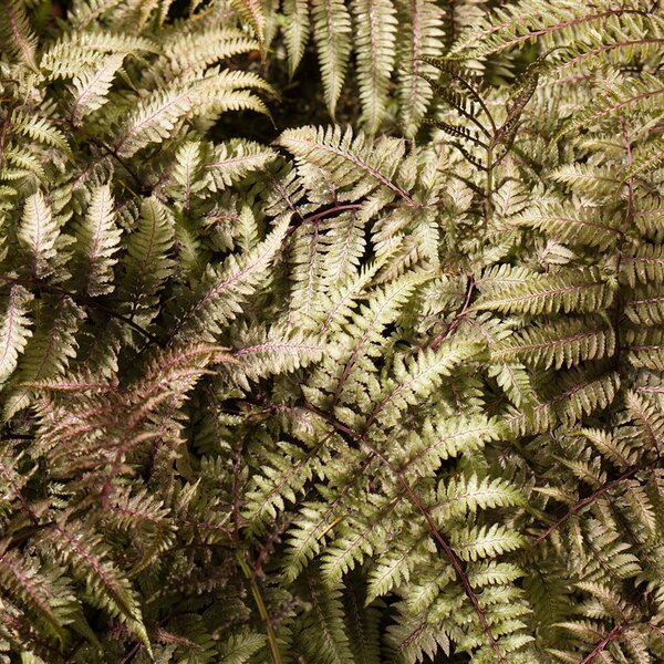 Athyrium niponicum metallicum