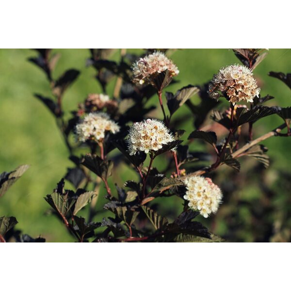 Physocarpus opulif. Little Joker - 3,0L 40+