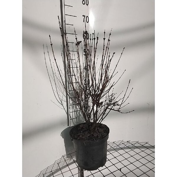 Syringa 'Josée' - 7,5L 60+