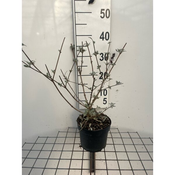 Buddleja d. 'Pink Delight' - 2,0L 40+