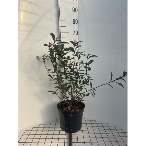 Photinia fraseri 'Robusta Compacta' carre rouge - 7,5L 60+