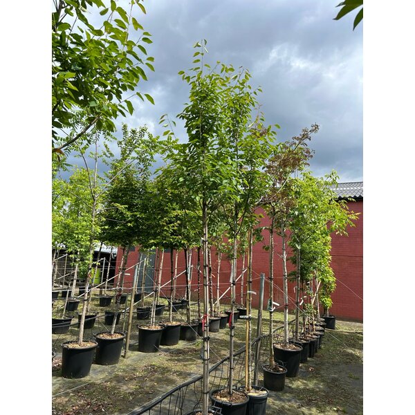 Amelanchier arborea 'Robin Hill' - 25L 8-10 HO