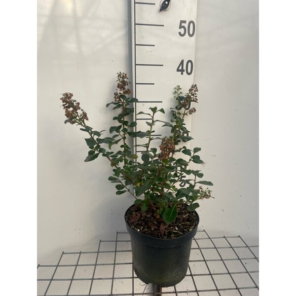 Escallonia 'Iveyi' - 3,0L