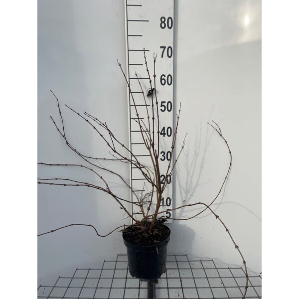 Deutzia rosea 'Campanulata' - 3,0L 50+