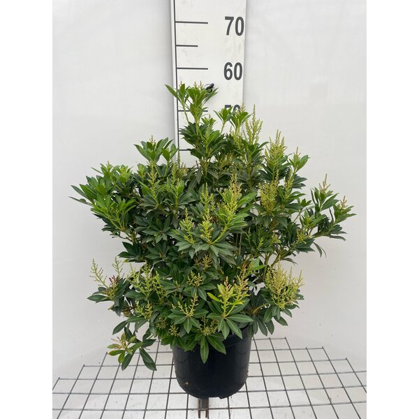 Pieris jap. 'Purity' - 7,5L 40+
