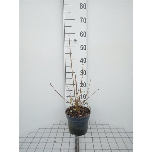 Ligustrum vulgare - 3,0L 50+