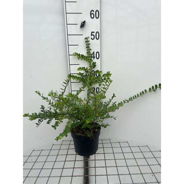 Lonicera nit. 'Elegant' - 2,0L 40+
