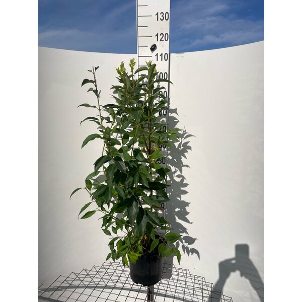 Forsythia int. 'Courtalyn' - 7,5L 100+