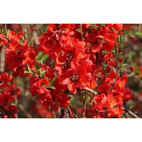 Chaenomeles sup. 'Nicoline' - 3,0L 20+