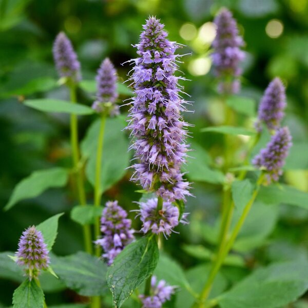 Agastache 'Blue Fortune'