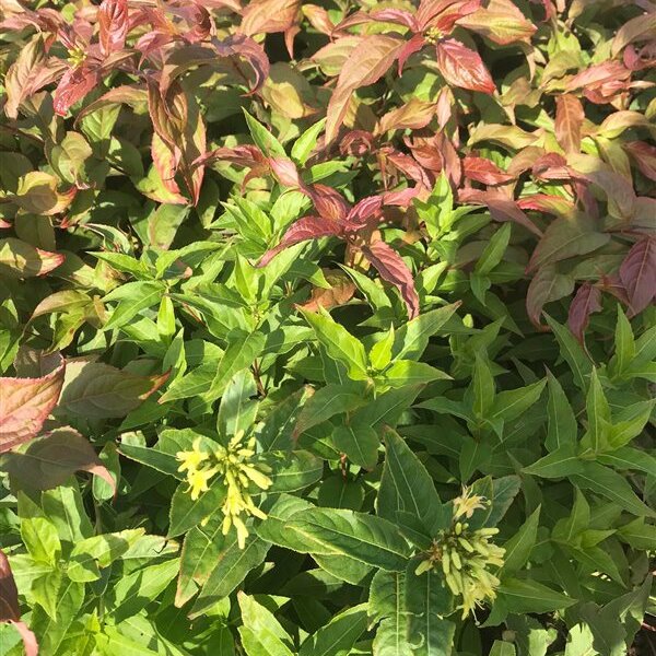 Diervilla splendens