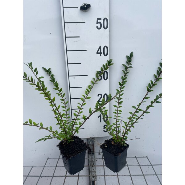 Lonicera pileata - P9 20+