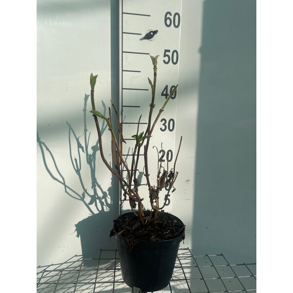 Hydrangea m. 'Libelle' - 3,0L 40+