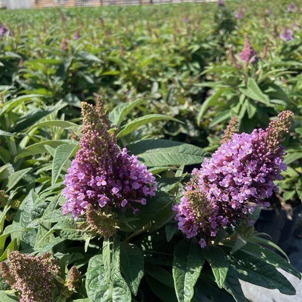 Buddleja d. Butt. Candy Little Pink
