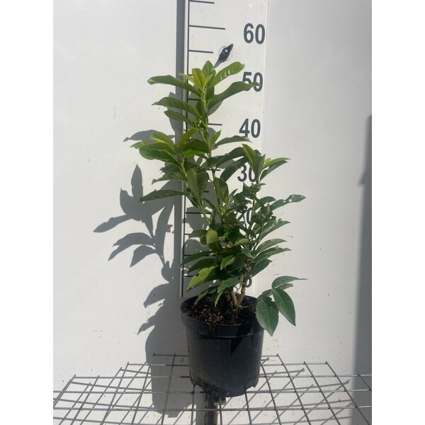 Prunus l. Genolia - 3,0L 50+