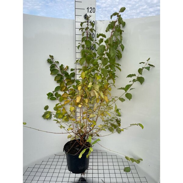 Cornus sang. 'Winter Beauty' - 7,5L 100+
