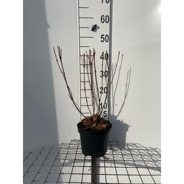 Weigela 'Nana Variegata' - 3,0L 50+