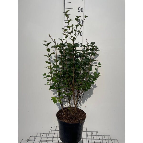 Syringa 'Josée' - 7,5L
