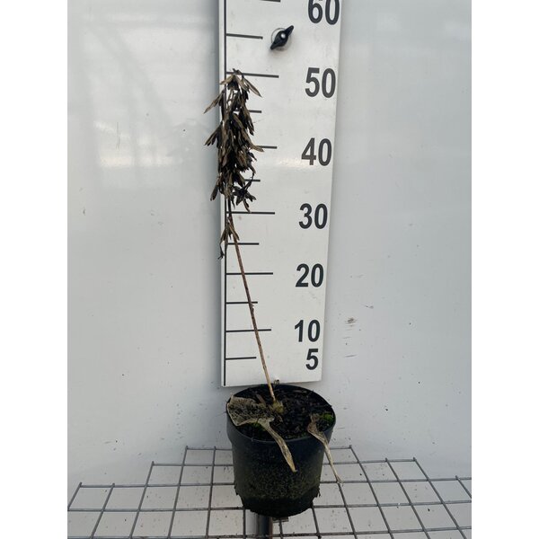 Hosta sieb. 'Frances Williams' - 2,0L