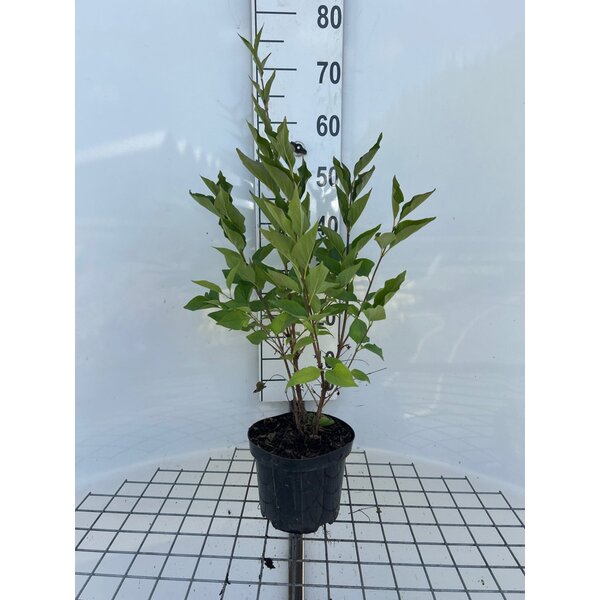 Syringa patula 'Miss Kim' - 3,0L 40+