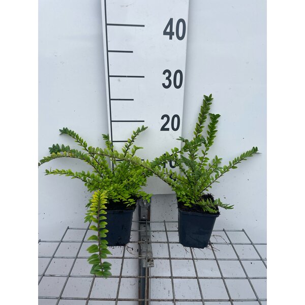 Lonicera nit. 'Maigrün' - P9 20+