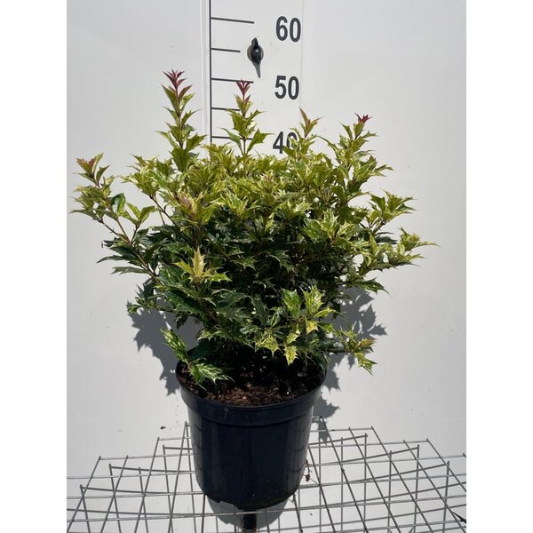 Osmanthus heter. 'Goshiki' - 7,5L