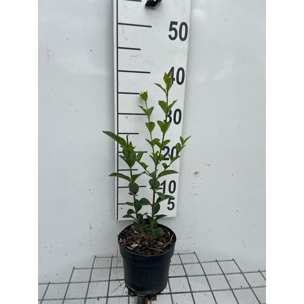 Ligustrum ovalifolium - 1,3L 30+