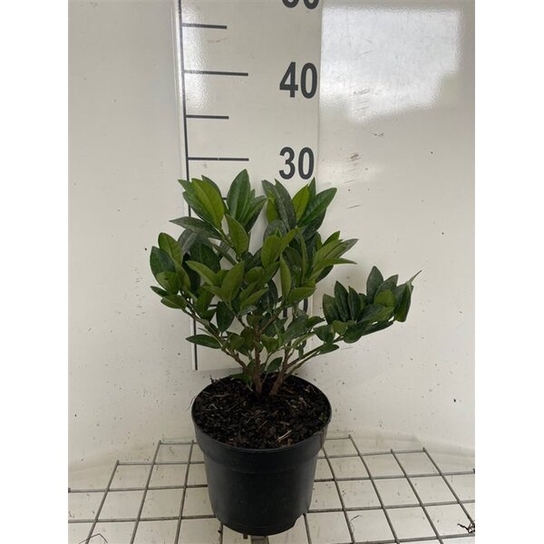 Prunus l. 'Piri' - 2,0L 20+