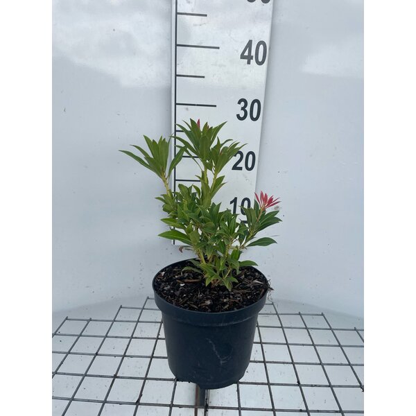 Pieris 'Forest Flame' - 3,0L 20+