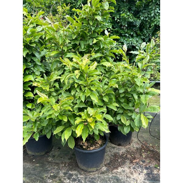 Magnolia 'Susan' - 20L 125+