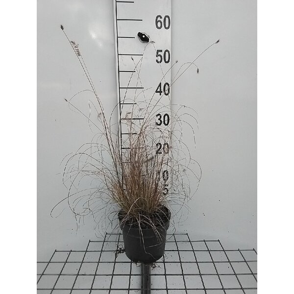 Pennisetum al. 'Burgundy Bunny' - 2,0L
