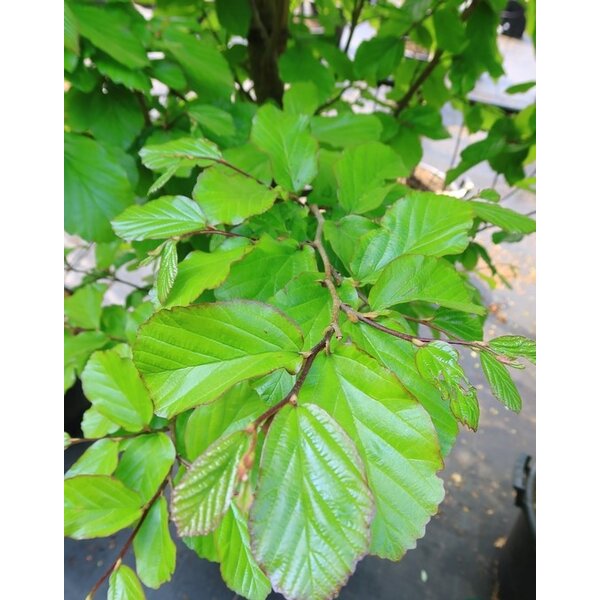 Parrotia persica 'Jodrell Bank' - 35L 18-20 HO leiboom