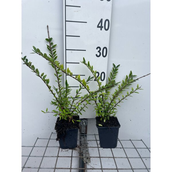 Lonicera pileata 'Moss Green' - P9 20+