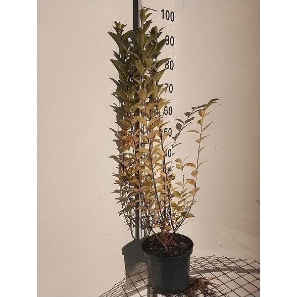 Ligustrum ovalifolium - 5,0L 80+