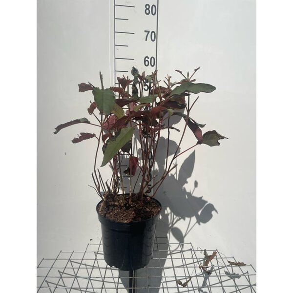 Hydrangea asp. Hot Chocolate - 7,5L