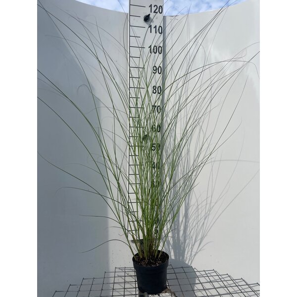Miscanthus sin. 'Kleine Fontäne' - 2,0L