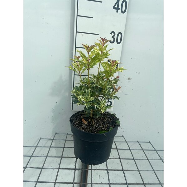 Osmanthus heter. 'Goshiki' - 2,0L 20+